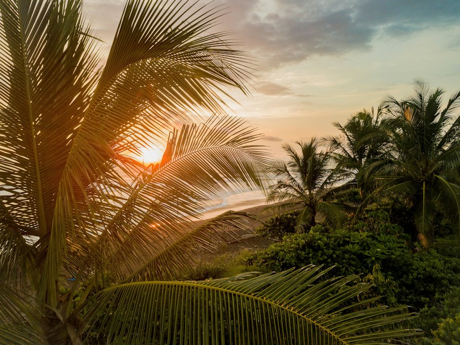 Palm-lined beach in Costa Rica